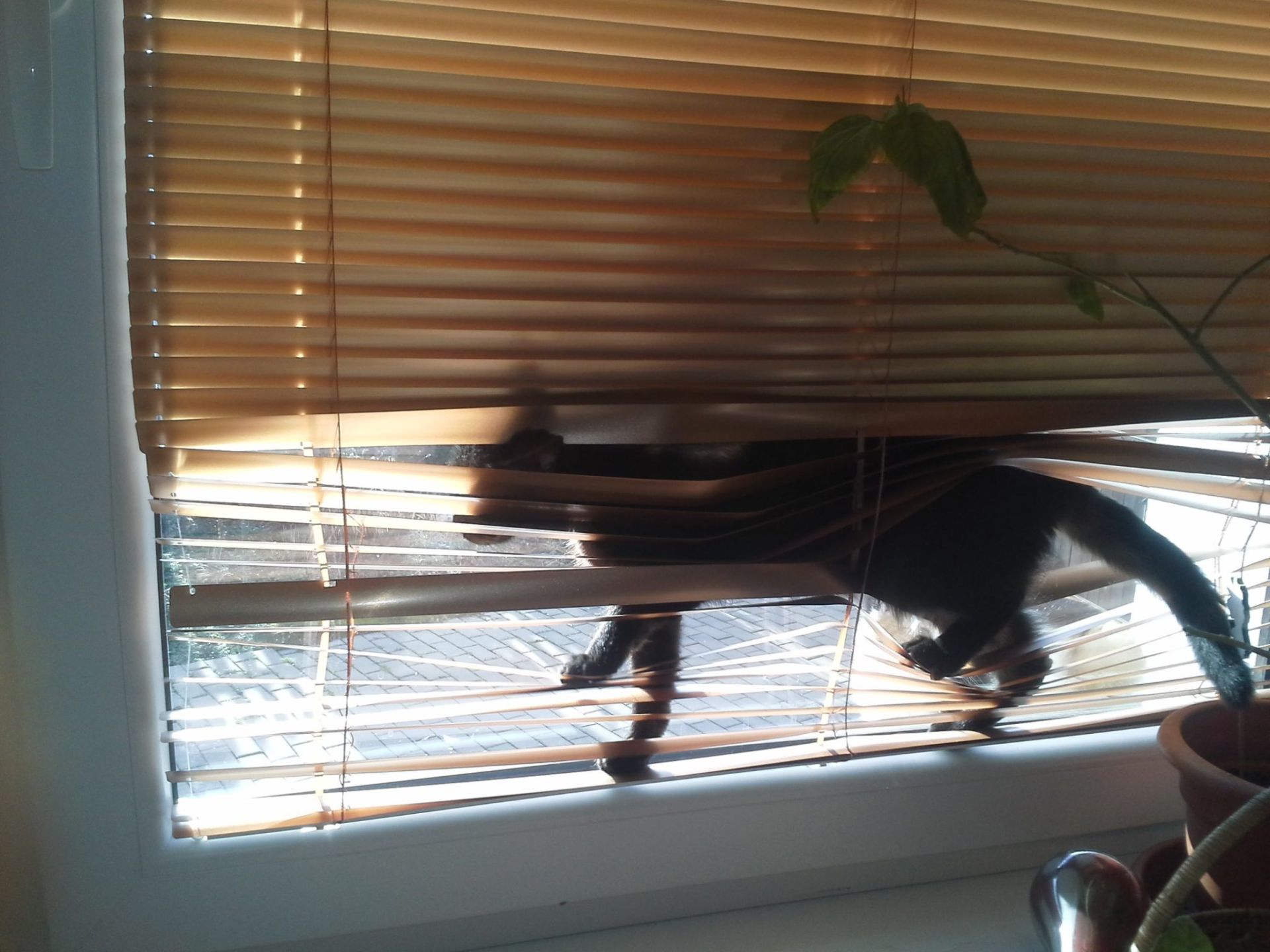 image:Image blog/odolne-zaluzie-3.jpg